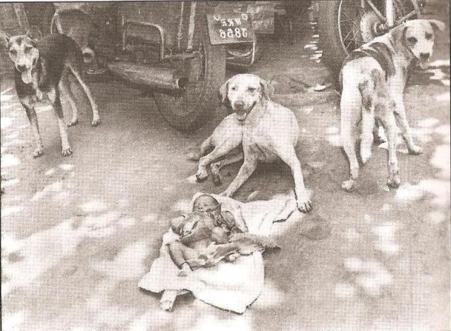 3 Street Dogs. An abandoned new born baby girl. Kolkata 23rd & 24th May  1996 – JAAGRUTI® –