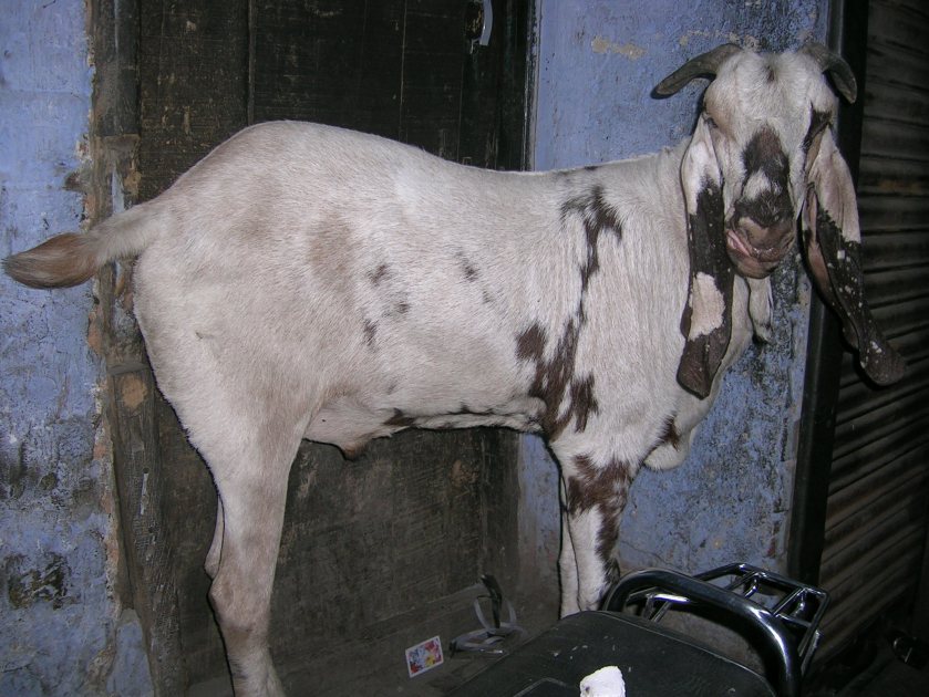 This photograph (Photo © Jaagruti) was clicked by us a few years back while walking through the narrow by lanes of Chawri Bazaar in Old Delhi. It shows one one of the goats that was due to be sacrificed during the course of Bakr-Id, that was to follow shortly. When I asked Faizan with curiosity, what was his opinion on religious scarifices of animals like this goat, during Bakr-Eid, Faizan shared, "with regards to the sacrifice of animals on Bakra Eid, let me tell you that Allah doesn't require us to sacrifice a Bakra or any living being at all, it is the mutilation of religion and has become more of a status symbol. The spirit of that particular eid is about sacrificing what you love the most and obviously that has lost its significance in present times where religion has become more of consumerism."