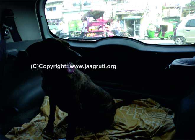 Street dog being taken in our car for treatment at the nearest vet's clinic
