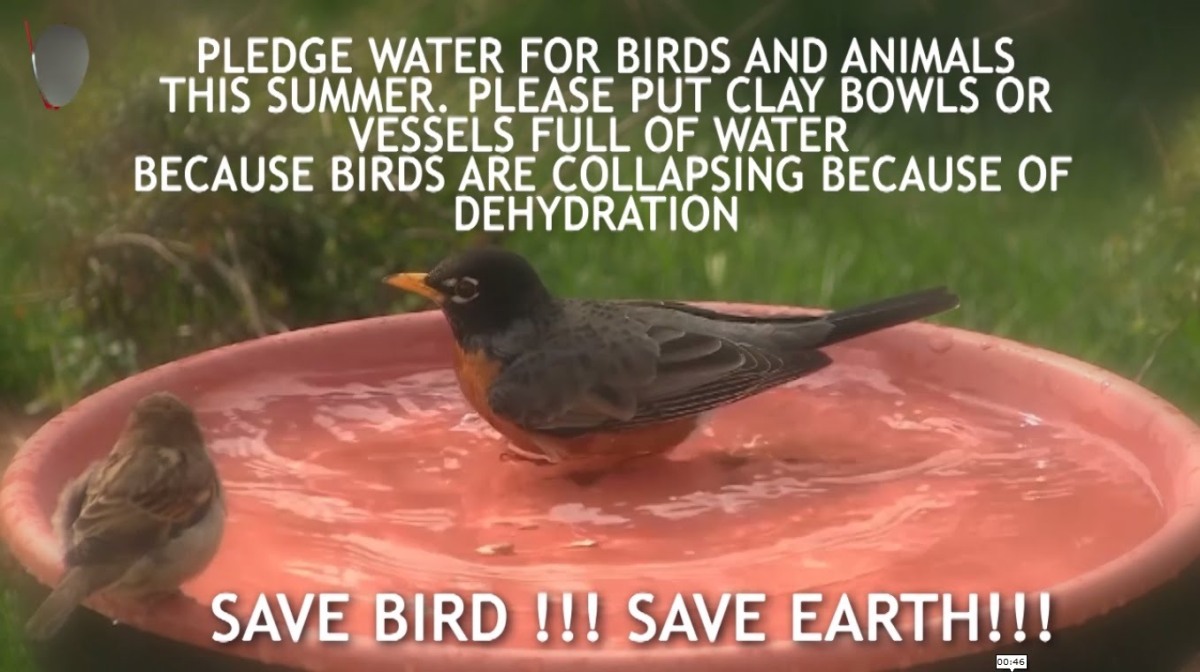 What to do if you find a Dehydrated Bird? – JAAGRUTI® –